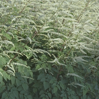 Aruncus 'Misty Lace' - Dwarf Goat's Beard