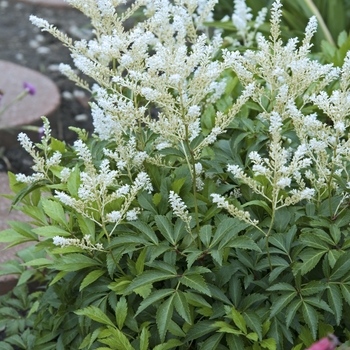 Astilbe rhizomatous 'Deutschland' (False Spirea) - Deutschland False Spirea