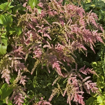 Astilbe 'Jacqueline' - False Spiraea