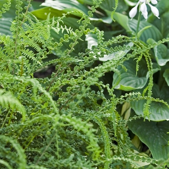 Athyrium filix-femina 'Frizelliae' - Fern-Tatting