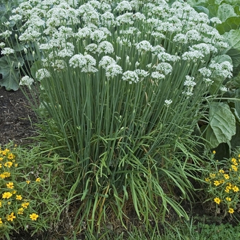 Allium tuberosum - Chives, Garlic