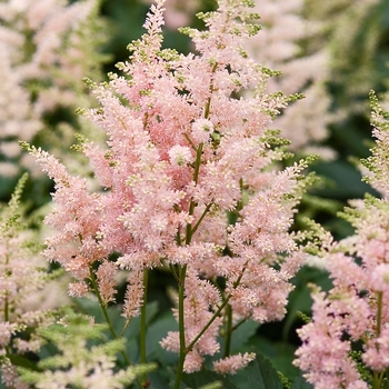 Astilbe arendsii 'Erica' - False Spirea