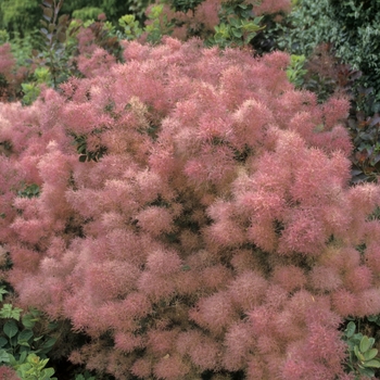 Cotinus coggygria - Smoke Bush, Venitian Sumac