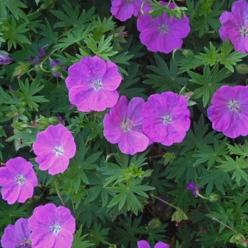 Geranium sanguineum 'New Hampshire' - Cranesbill