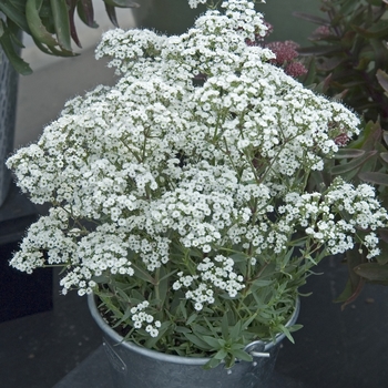 Gypsophila paniculata - Festival Star™