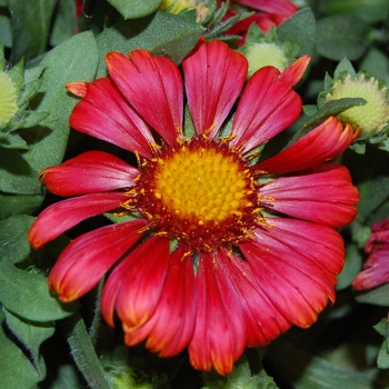 Gaillardia 'Arizona Red Shades' (Blanket Flower) - Arizona Red Shades Blanket Flower