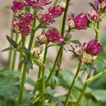 Astrantia major 'Abbey Road' - Masterwort