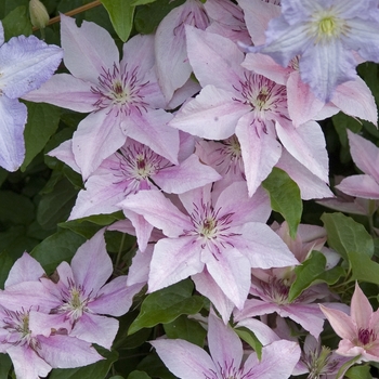 Clematis 'Pink Fantasy' - Clematis