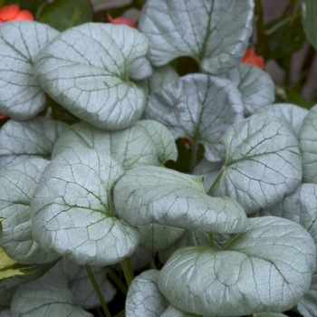 Brunnera macrophylla 'Looking Glass' - Siberian Bugloss