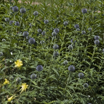 Echinops ritro - Globe Thistle