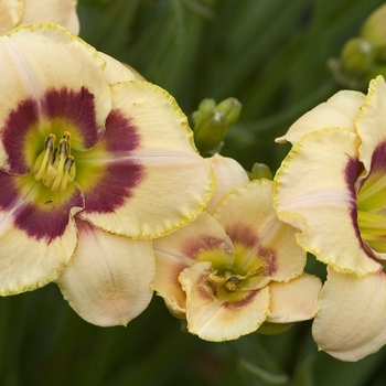 Hemerocallis ''Custard Candy'' - Daylily-Designer