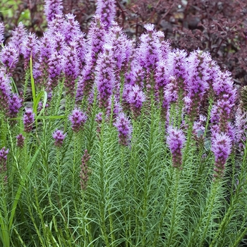 Liatris spicata 'Floristan Violet' - Gayfeather
