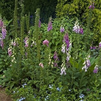 DIGITALIS purpurea - Foxglove