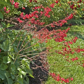 Heuchera sanguinea - Coral Bells