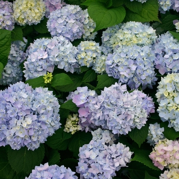 Hydrangea macrophylla 'Bailmer' - The Original Bigleaf Hydrangea