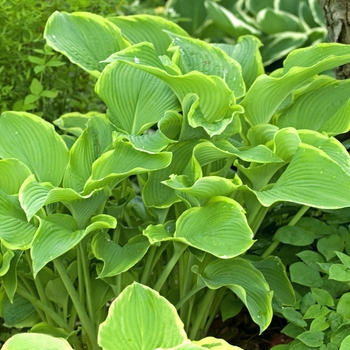 Hosta hybrid - 'Abba Dabba do'