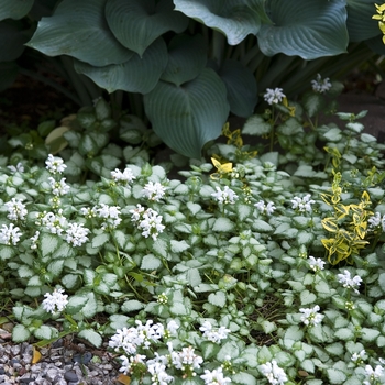 Lamium maculatum 'White Nancy' - 'White Nancy' Lamium