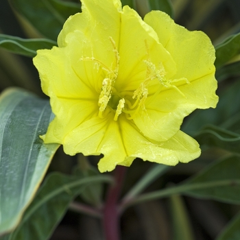 Oenothera missouriensis - Missouri Evening Primrose