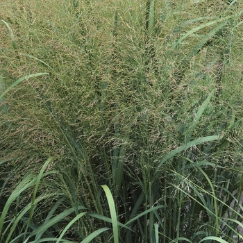 Panicum virgatum 'Thundercloud' - Grass-Ornamental