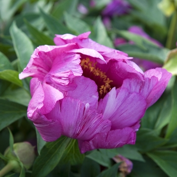 Paeonia 'Morning Lilac' - Peony