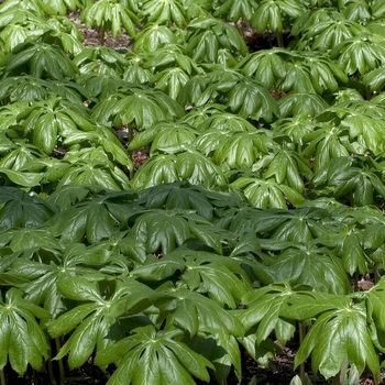 Podophyllum peltatum - May Apple