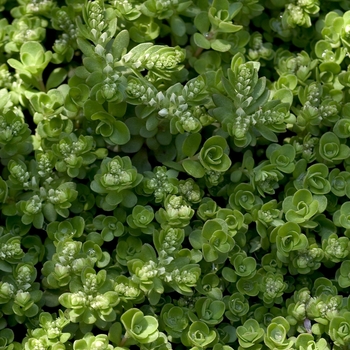 Sedum ternatum (Stonecrop) - Stonecrop