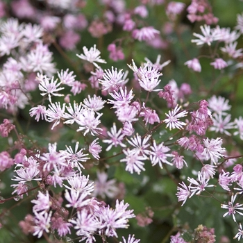 Thalictrum aquilegia - My little Favorite