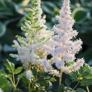 Astilbe chinensis ''Milk and Honey'' - Astilbe-Chinese