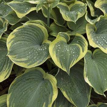 Hosta hybrid - 'Earth Angel'