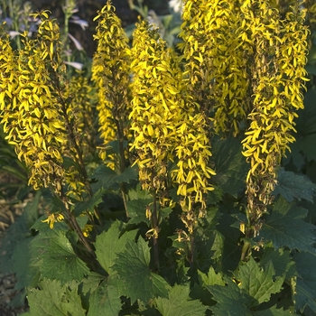 Ligularia stenocephala 'Little Rocket' - Leopard Plant