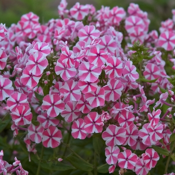 Phlox paniculata 'Peppermint Twist' - Tall Garden Phlox