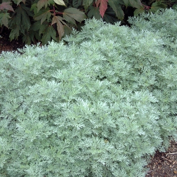 Artemisia 'Powis Castle' - Powis Castle Artemisia