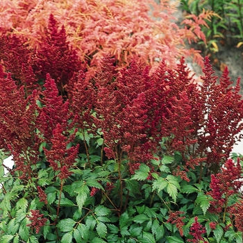 Astilbe x japonica 'Elisabeth van Veen' - False Spirea