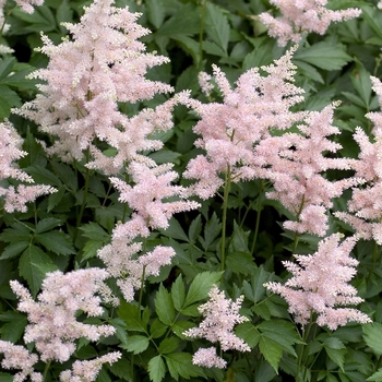 Astilbe japonica 'Peach Blossom' - False Spirea