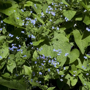 Brunnera macrophylla (Siberian Bugloss) - Siberian Bugloss