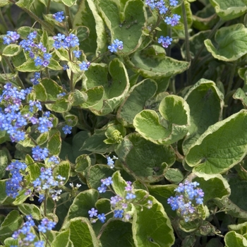 Brunnera macrophylla 'Hadspen Cream' (Siberian Bugloss) - Hadspen Cream Siberian Bugloss