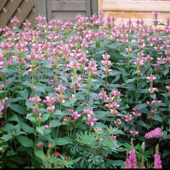 Chelone obliqua - Rose Turtlehead