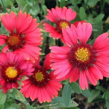 Gaillardia 'Burgundy' - Blanket Flower