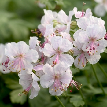 Geranium x cantabrigense 'Biokova Karmina' - Bloody Cranesbill