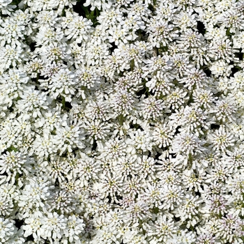 Iberis sempervirens - Snowflake Evergreen Candytuft