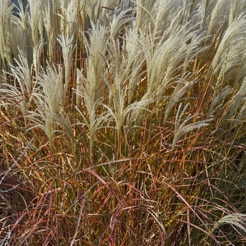 Miscanthus sinensis v. purpurascens - Purple Flame Grass