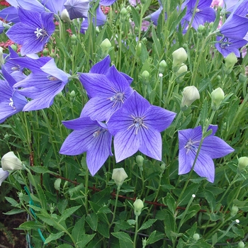 Platycodon grandiflorus - 'Fuji Blue' Balloon Flower