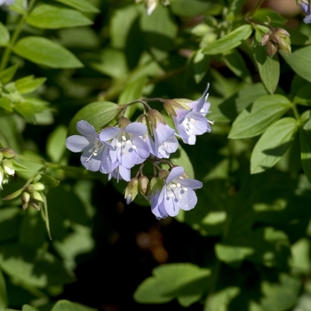 Polemonium reptans (Jacob's Ladder) - Jacob's Ladder