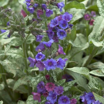 Pulmonaria longifolia 'Diana Clair' (Lungwort) - Diana Clair Lungwort