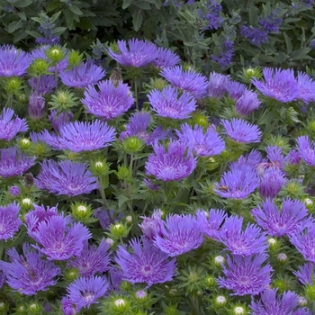 Stokesia - 'Peachie's Pick' Stoke's Aster