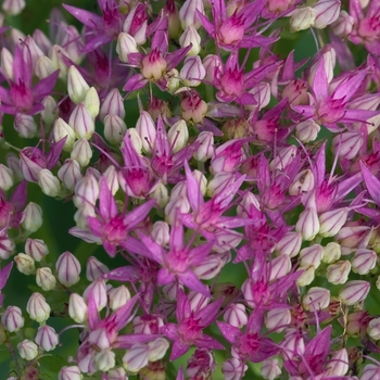 Sedum spectabile - 'Brilliant'