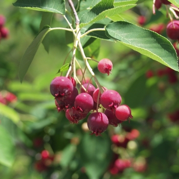 Amelanchier x grandiflora 'Autumn Brilliance' - Autumn Brilliance™