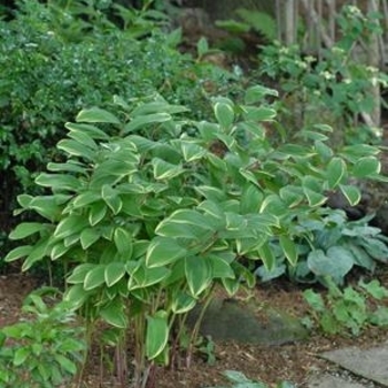 Polygonatum odoratum var. pluriflorum 'Variegatum' - Variegated Soloman's Seal