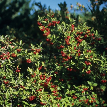Aronia arbutifolia 'Brilliantissima' - Red Chokeberry