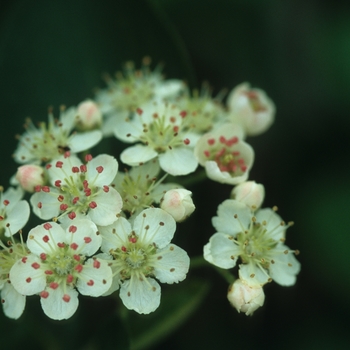 Aronia melanocarpa - Black chokeberry